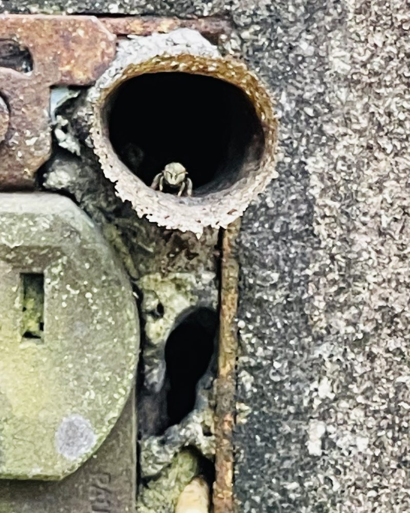 A bee at the round wax entrance of a nest built inside an old electrical socket in a wall