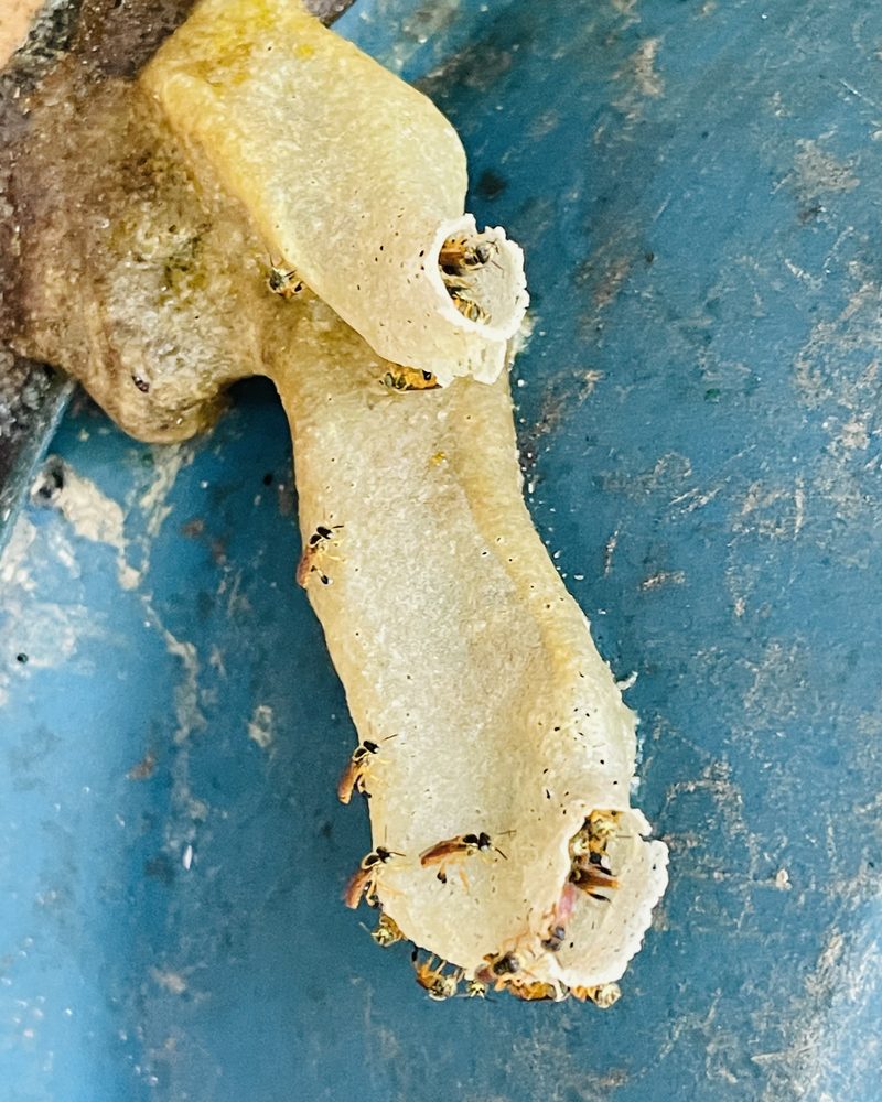 Stingless bees at the long pale wax entrance tube of a nest built against a blue-painted drum