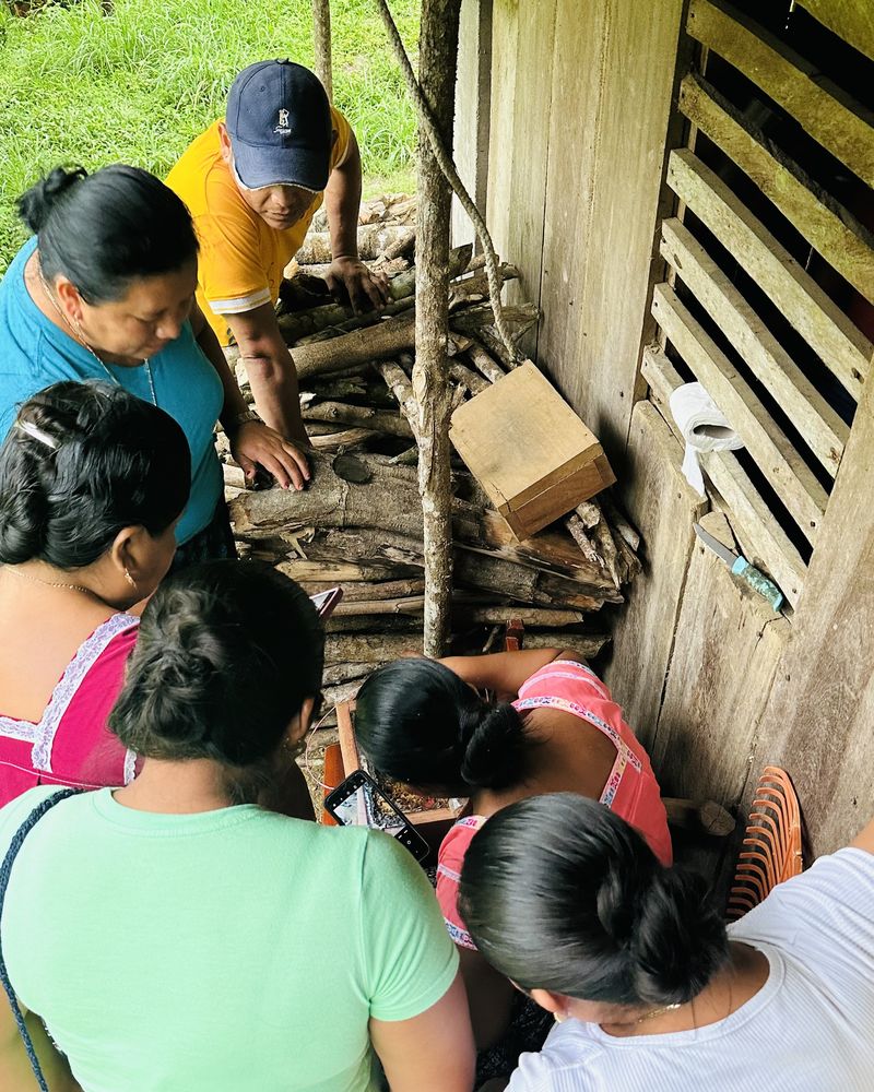A village training session: Komonil women gather around a stingless bee colony set into a log pile, and one photographs it on her phone